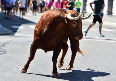 Geleneksel bir boğa güreşi gösterisinde boğa güreşinde meydan okuyan güçlü bir boğa.