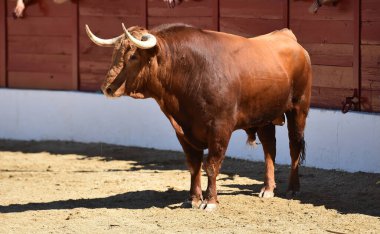 Geleneksel bir boğa güreşi gösterisinde boğa güreşinde meydan okuyan güçlü bir boğa.