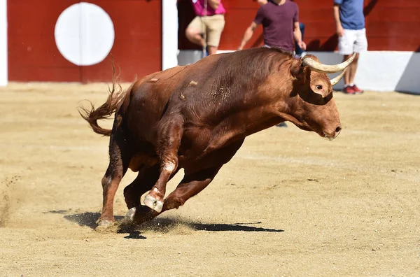 在传统的斗牛表演中 一头大牛在斗牛场上跑着 一副挑衅的神气 — 图库照片