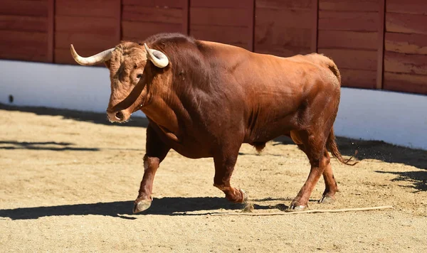 Taureau Puissant Regard Défiant Courant Dans Une Arène Dans Spectacle — Photo