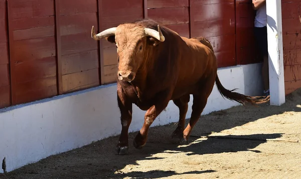 Een Krachtige Stier Met Een Uitdagende Look Een Arena Een — Stockfoto