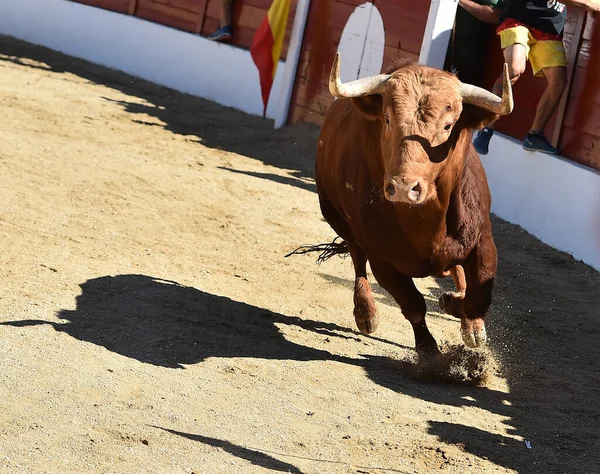 Touro Poderoso Com Olhar Desafiador Correndo Uma Praça Touros Show — Fotografia de Stock