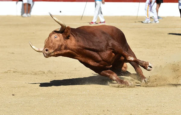 Toro Poderoso Con Una Mirada Desafiante Corriendo Una Plaza Toros — Foto de Stock