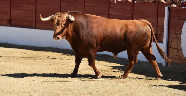 Ein Mächtiger Stier Mit Trotziger Miene Läuft Einer Stierkampfarena Einer — Stockfoto