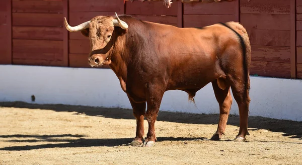 Taureau Puissant Regard Défiant Courant Dans Une Arène Dans Spectacle — Photo