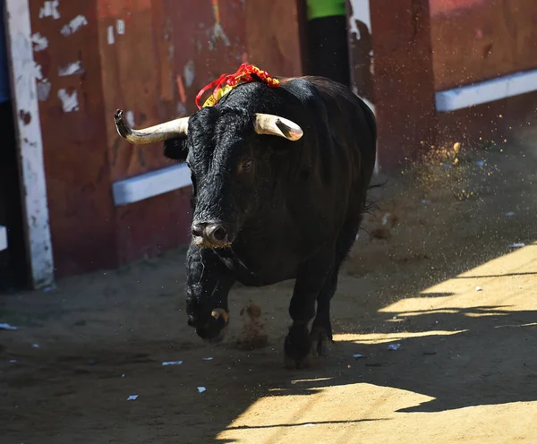 a powerful bull with a defiant look running in a bullring in spain in a traditional bullfighting show