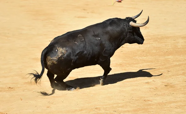 在一场传统的斗牛表演中 一头大牛在斗牛场上狂奔 面目全非 — 图库照片