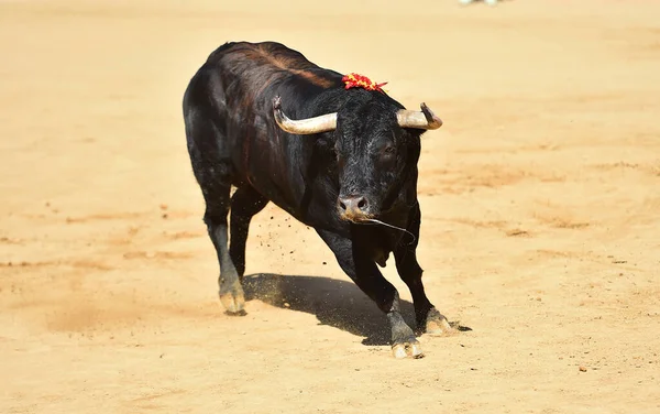 Toro Potente Con Uno Sguardo Provocatorio Che Corre Bullring Spagna — Foto Stock