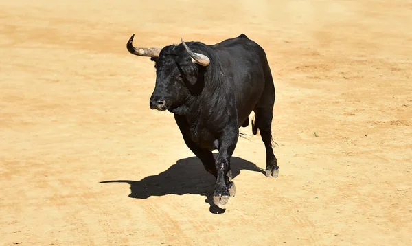 Mocný Býk Vzdorovitým Pohledem Běžící Býčí Aréně Španělsku Tradiční Býčí — Stock fotografie
