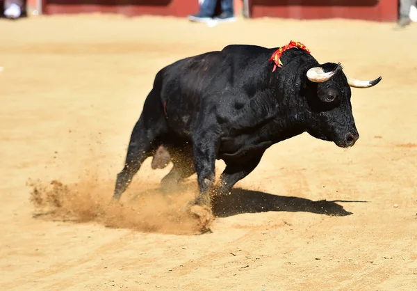 Een Krachtige Stier Met Een Uitdagende Look Een Arena Spanje — Stockfoto