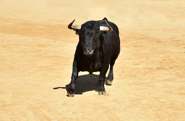 Toro Potente Con Uno Sguardo Provocatorio Che Corre Bullring Spagna — Foto Stock