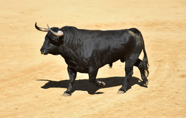 Kraftfull Tjur Med Ett Trotsigt Utseende Som Springer Tjurfäktningsring Spanien — Stockfoto
