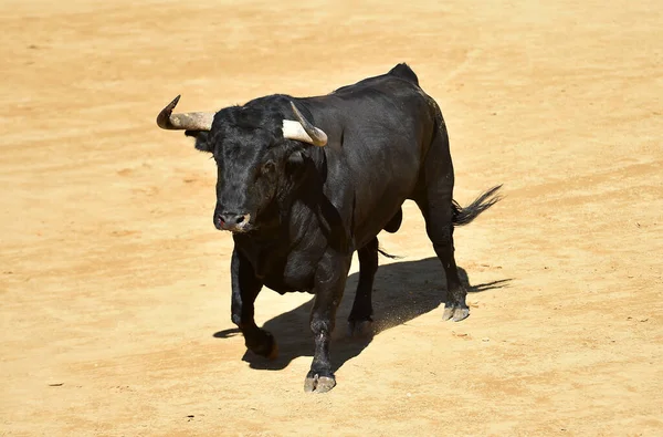 Een Krachtige Stier Met Een Uitdagende Look Een Arena Spanje — Stockfoto