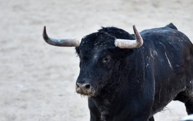 İspanyol boğa güreşinde büyük boynuzları olan güçlü bir siyah boğa.