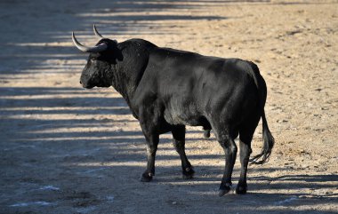 İspanyol boğa güreşinde büyük boynuzları olan güçlü bir siyah boğa.