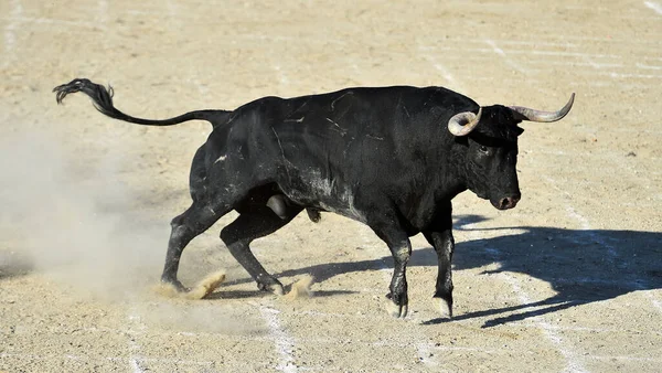 Powerful Black Bull Big Horns Spanish Spectacle Bullfight — Stock Photo, Image