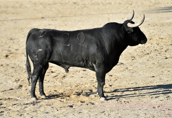 Potężny Czarny Byk Dużymi Rogami Hiszpańskim Spektaklu Walki Byków — Zdjęcie stockowe