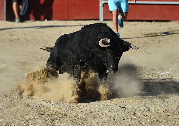 Een Krachtige Zwarte Stier Met Grote Hoorns Het Spaanse Spektakel — Stockfoto
