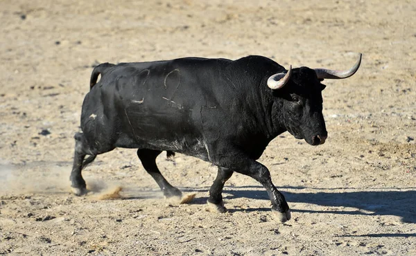 闘牛のスペインの光景に大きな角を持つ強力な黒い雄牛 — ストック写真