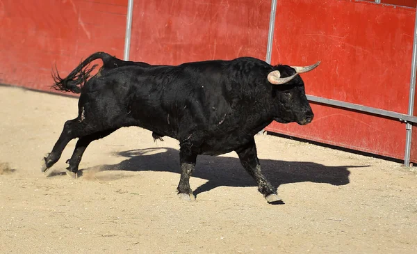 Poderoso Toro Negro Con Grandes Cuernos Espectáculo Español Corridas Toros —  Fotos de Stock