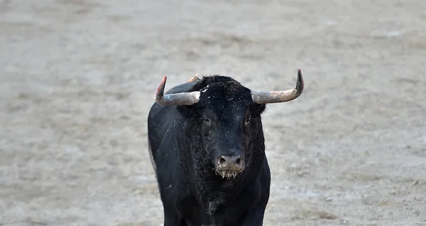 一头长着大角的大黑公牛在西班牙斗牛的奇观上 — 图库照片