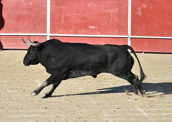 闘牛のスペインの光景に大きな角を持つ強力な黒い雄牛 — ストック写真