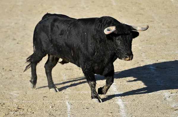 Poderoso Toro Negro Con Grandes Cuernos Espectáculo Español Corridas Toros — Foto de Stock
