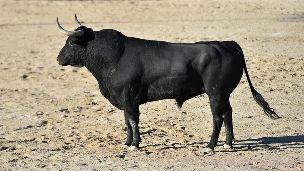 Taureau Noir Puissant Avec Grandes Cornes Sur Spectacle Espagnol Corrida — Photo