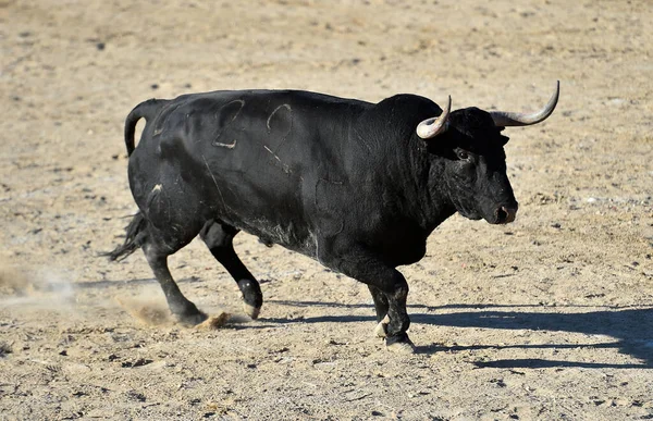 Taureau Noir Puissant Avec Grandes Cornes Sur Spectacle Espagnol Corrida — Photo