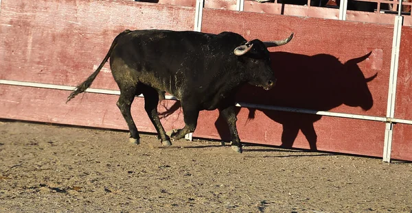 闘牛のスペインの光景に大きな角を持つ強力な黒い雄牛 — ストック写真