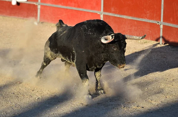 Een Krachtige Zwarte Stier Met Grote Hoorns Het Spaanse Spektakel — Stockfoto