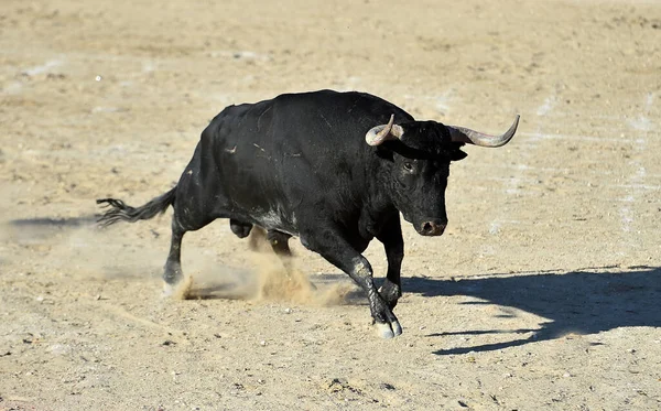 Kraftfull Svart Tjur Med Stora Horn Det Spanska Spektaklet Tjurfäktning — Stockfoto