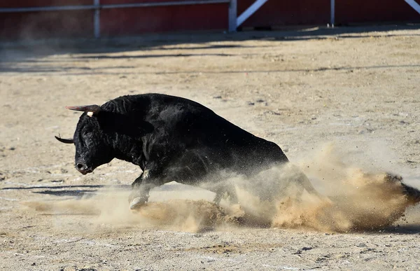 Poderoso Touro Preto Com Grandes Chifres Espetáculo Espanhol Tourada — Fotografia de Stock