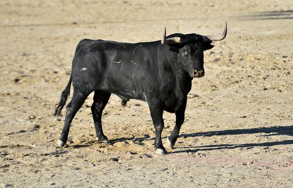 Потужний Чорний Бик Великими Рогами Іспанському Видовищі Бика — стокове фото