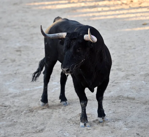 황소가 스페인의 구경거리에 — 스톡 사진
