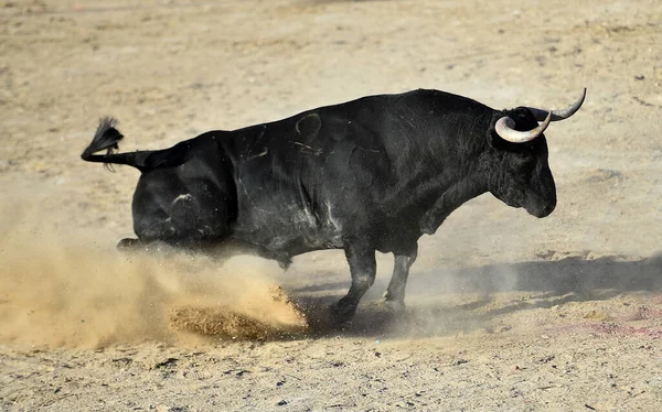 Kraftfull Svart Tjur Med Stora Horn Det Spanska Spektaklet Tjurfäktning — Stockfoto