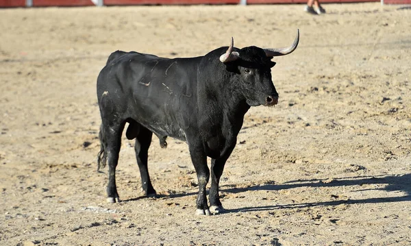 Ένα Ισχυρό Μαύρο Ταύρο Μεγάλα Κέρατα Στο Ισπανικό Θέαμα Της — Φωτογραφία Αρχείου