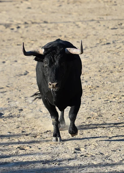 Poderoso Touro Preto Com Grandes Chifres Espetáculo Espanhol Tourada — Fotografia de Stock