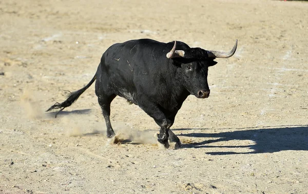 Powerful Black Bull Big Horns Spanish Spectacle Bullfight — Stock Photo, Image