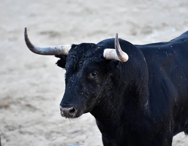 İspanyol boğa güreşinde büyük boynuzları olan güçlü bir siyah boğa.