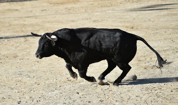 Poderoso Toro Negro Con Grandes Cuernos Espectáculo Español Corridas Toros —  Fotos de Stock