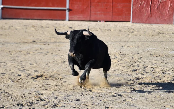 Een Krachtige Zwarte Stier Met Grote Hoorns Het Spaanse Spektakel — Stockfoto