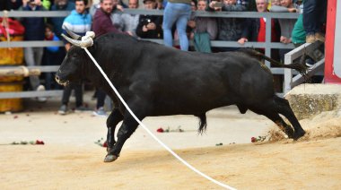 Boğa güreşinin geleneksel gösterisinde boğa boynuzlarıyla arenada koşan bir İspanyol cesur boğası.