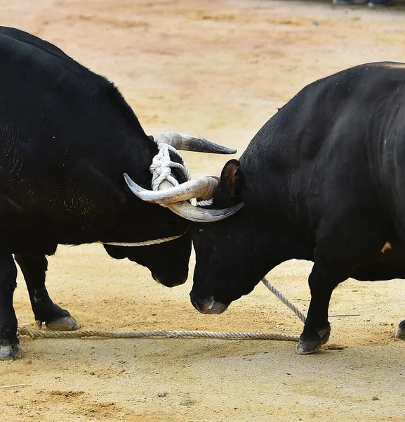Ein Spanischer Tapferer Stier Mit Großen Hörnern Läuft Auf Der — Stockfoto