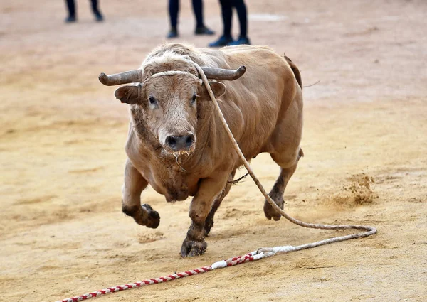 Touro Bravura Espanhol Com Grandes Chifres Correndo Arena Touros Espetáculo — Fotografia de Stock