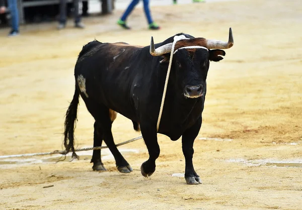 Spanish Bravery Bull Big Horns Running Bullring Arena Traditional Spectacle — Stock Photo, Image
