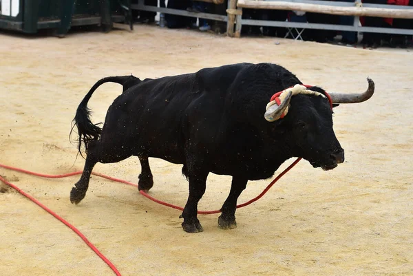 闘牛の伝統的な光景の中で闘牛場を走る大きな角を持つスペインの勇敢な雄牛 — ストック写真