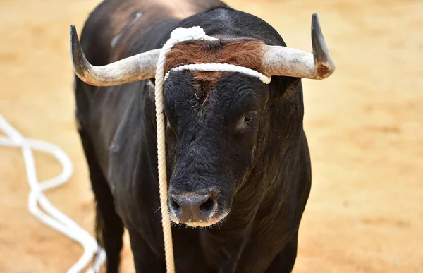 在斗牛的传统场面中 一头长着大角的西班牙勇敢的公牛在斗牛场上奔跑 — 图库照片