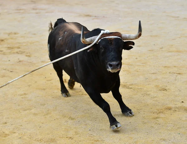 Touro Bravura Espanhol Com Grandes Chifres Correndo Arena Touros Espetáculo — Fotografia de Stock