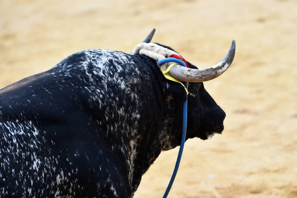 闘牛の伝統的な光景の中で闘牛場を走る大きな角を持つスペインの勇敢な雄牛 — ストック写真